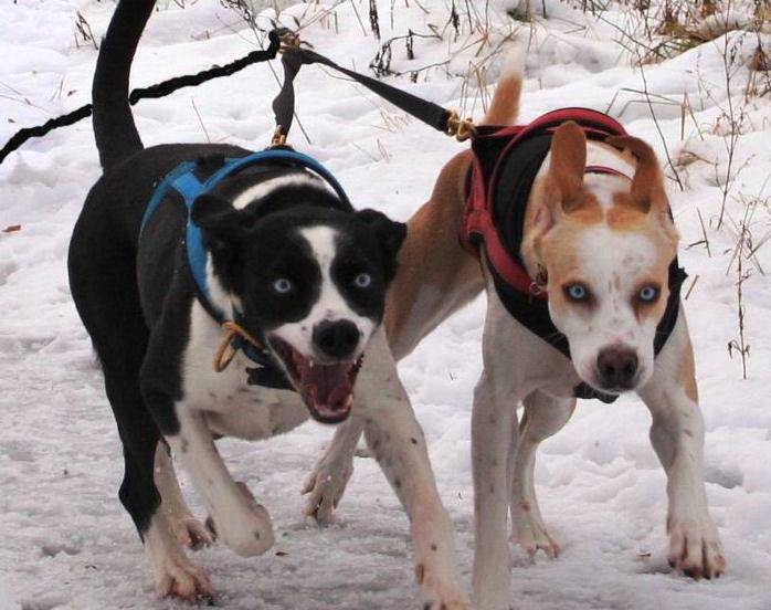 Sportlich aktive Hunde benötigen eine andere Nahrung als Stubenhocker