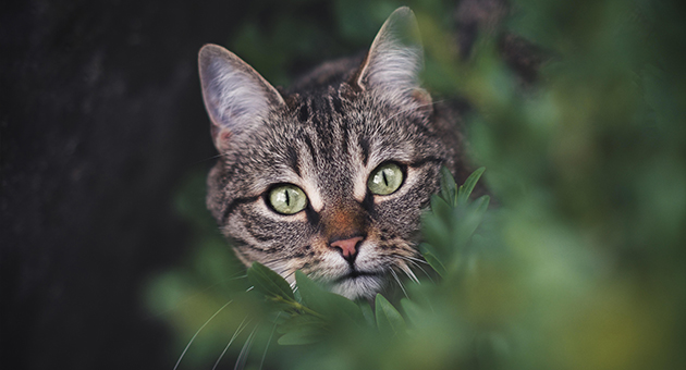 Welches Futter ist das Beste für meine Katze?