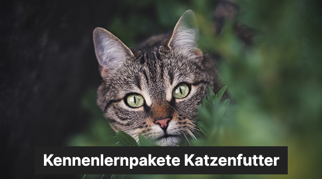 Katzenfutter von SALiNGO kennenlernen