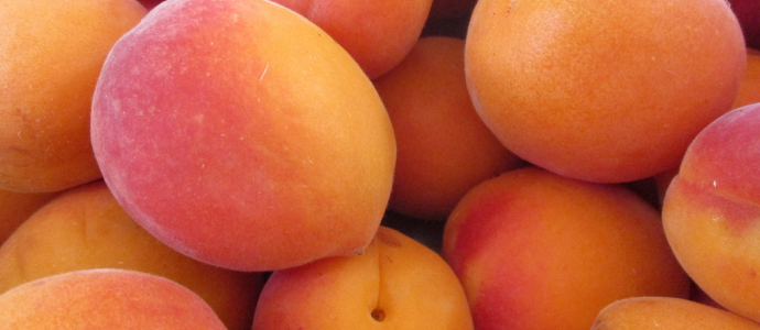 duerfen-hunde-aprikosen-essen