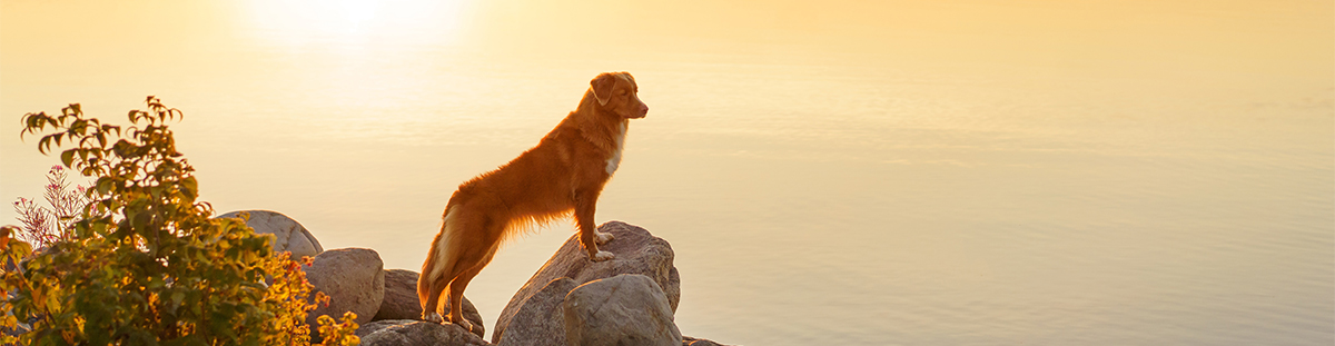 Sollte ich meinem Hund Trockenfutter oder Nassfutter geben?