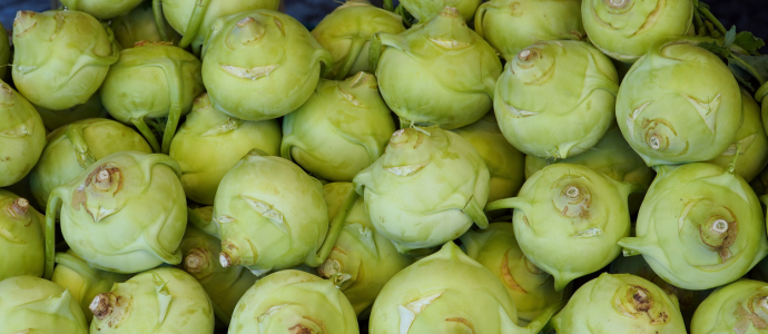 duerfen-hunde-kohlrabi-essen