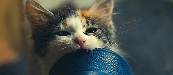 Was kann ich tun wenn meine Katze klaut