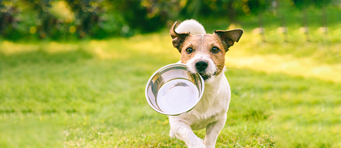 Wie viel Abwechslung in der Hundeernährung ist gesund Wie viel Abwechslung in der Hundeernährung ist gesund