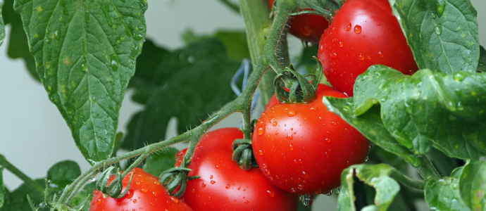 duerfen-hunde-tomaten-essen duerfen-hunde-tomaten-essen