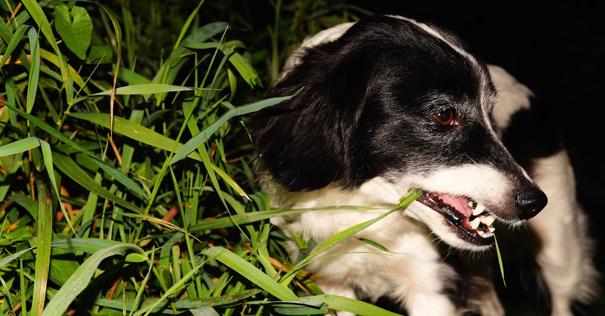 warum-fressen-hunde-gras