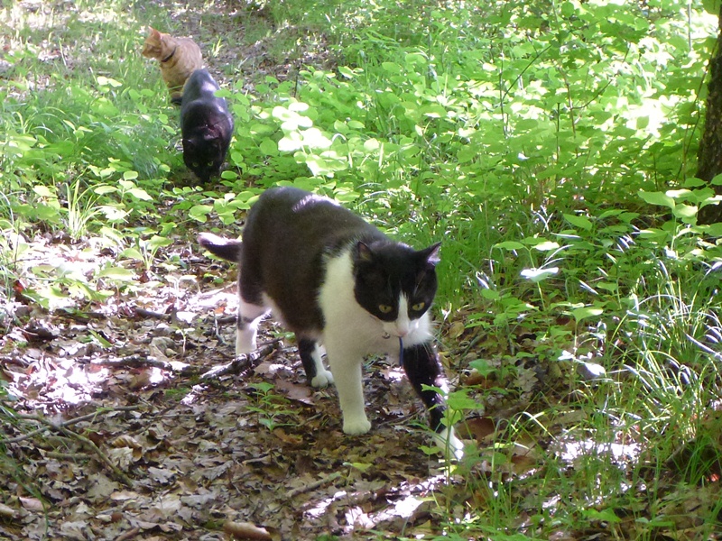 Katzen die SALiNGO bekommen haben+