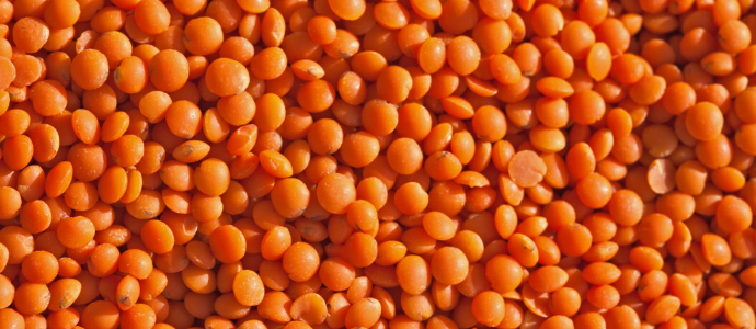 duerfen-hunde-linsen-essen duerfen-hunde-linsen-essen