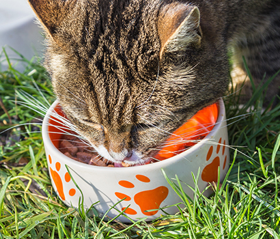 Katze ist aus ihrem Napf