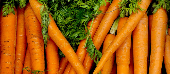 duerfen-katzen-karotten-essen