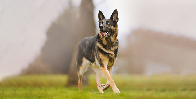 Hypoallergenes Hundefutter mit Pferdefleisch eignet sich besonders für empfindliche Hunde, die herkömmliches Futter nicht mehr vertragen