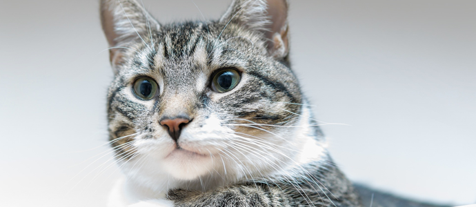 hochwertiges-katzenfutter-blog hochwertiges-katzenfutter-blog