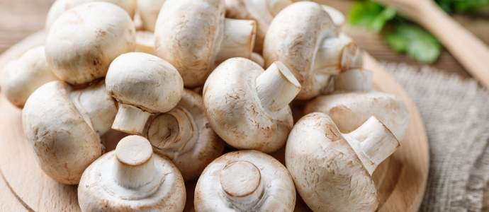 duerfen-hunde-champignons-essen