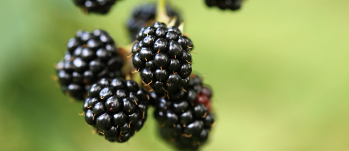 duerfen-hunde-brombeeren-essen