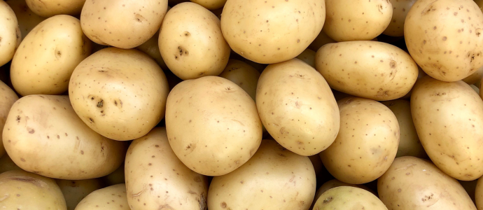 duerfen-katzen-kartoffeln-essen