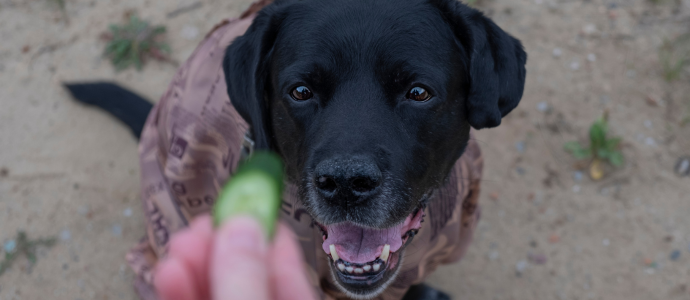 duerfen-hunde-gurken-essen