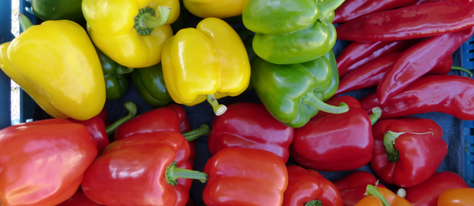 duerfen-katzen-paprika-essen