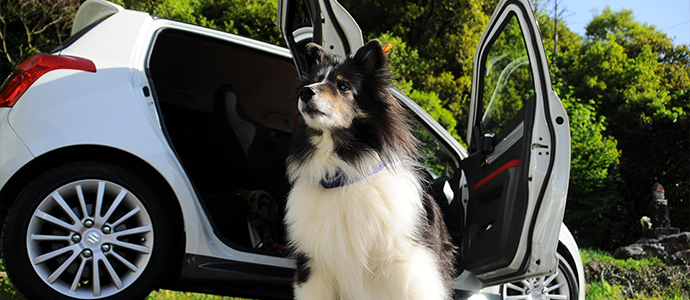 Das Auto ist eine Hitzefalle für Hunde