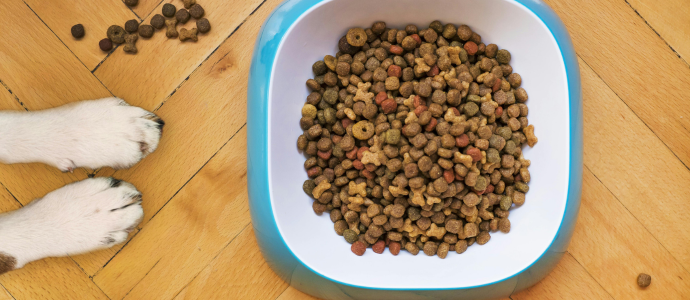 duerfen-katzen-hundefutter-essen duerfen-katzen-hundefutter-essen