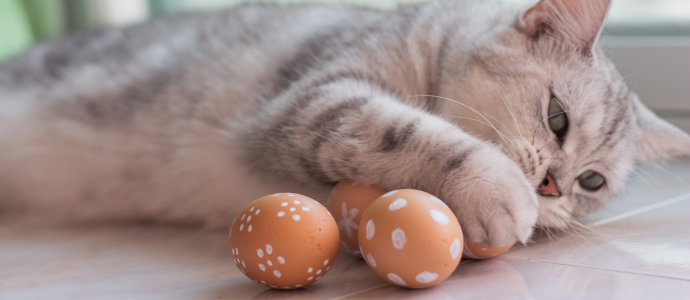 duerfen-katzen-eier-essen